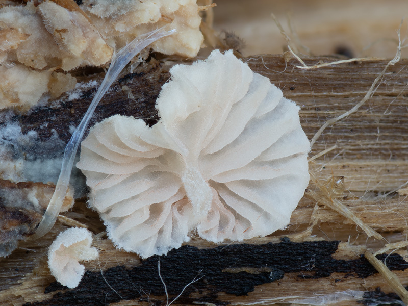 Entoloma jahnii